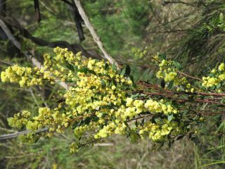 Acacia myrtifolia PR