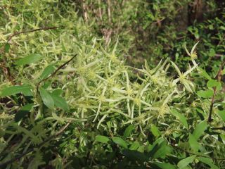 Clematis microphylla AR