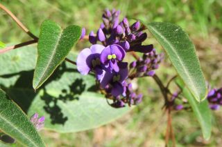 Hardenbergia violacea PR