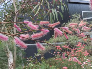 Grevillea petrophiloides AR