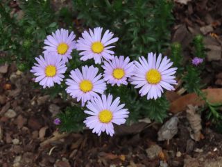 Brachyscome sp. AR
