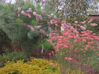 Grevillea petrophiloides with  Ozothamnus diosmifolius "Red Gingham" AR