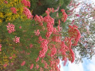 Ozothamnus diosmifolius "Red Gingham" AR
