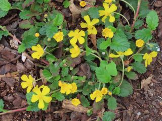 Hibbertia grossularifolia AR