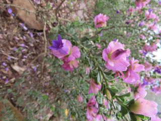 Eremophila cuneifolia AR