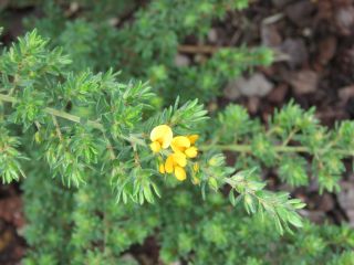 Pultenaea villosa