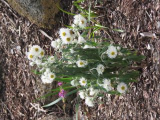 Coronidium elatum