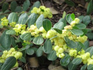 Acacia myrtifolia PR