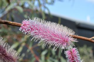 Grevillea petrophiloides