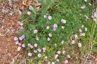 Brachyscome multifida TM