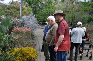 Admiring the Grevillea
