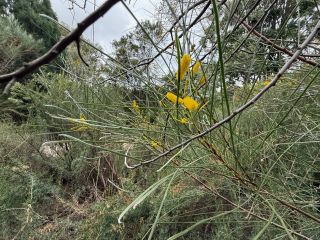 Acacia jibberdingensis