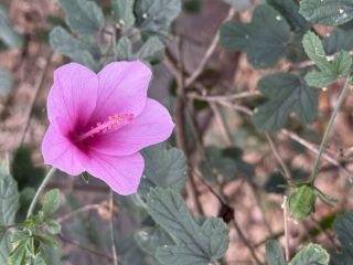 Hibiscus geranioides 'La Belle'P