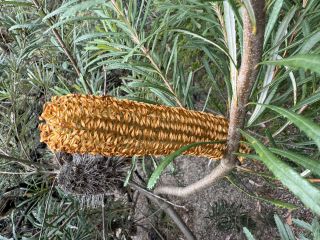Banksia spinulosa