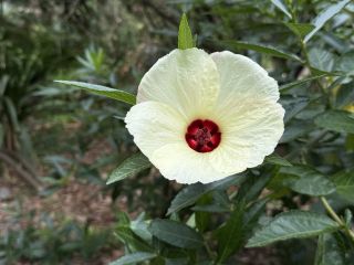 Hibiscus heterophyllus