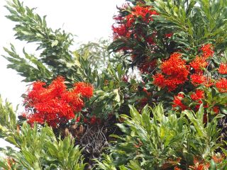 Stenocarpus sinuatus