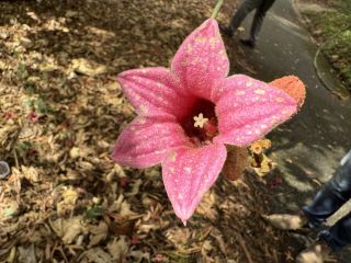 Brachychiton discolor