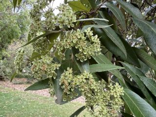 Backhousia citriodora
