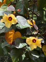 Hibiscus tiliaceus rubra