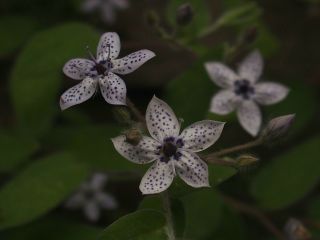 Marianthus granulata flowers