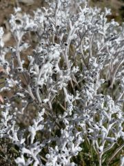 Conospermum stoechadis
