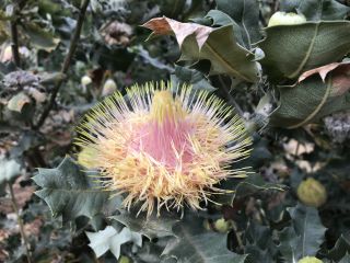 Banksia undata syn. Dryandra praemorsa