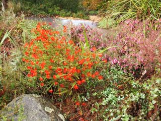 Beaufortia squarrosa and Epacris impressa