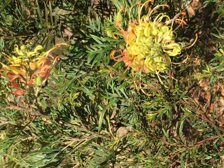 Grevillea 'Peaches and Cream'