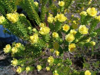 Geleznowia verrucosa