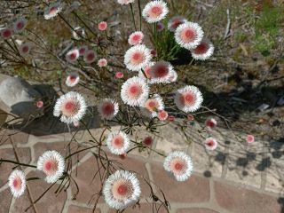 Actinodium cunninghamii