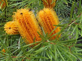 Banksia collina 'Carnarvon Gold'