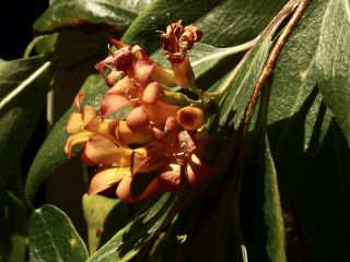 Marianthus ringens