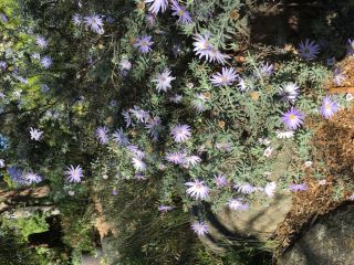 Olearia astroloba