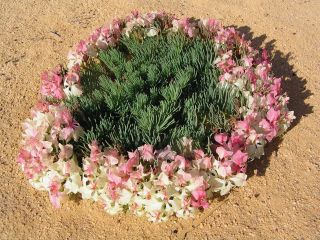 Lechenaultia macrantha