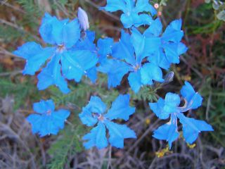 Lechenaultia biloba