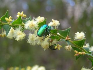 Acacia divergens with Jewel Beetles