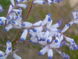 Conospermum filifolium