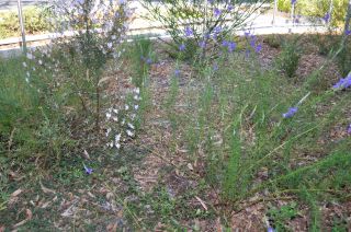 Veronica arenaria, Prostanthera "Ballerina" - Ringwood East Senior Citizens