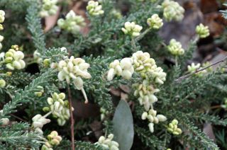 Grevillea lanigera lutea
