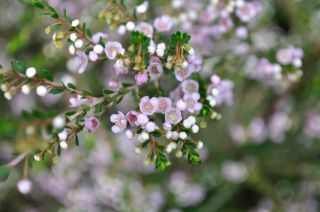 Thryptomene ?saxicola