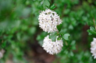 Pomaderris obcordata