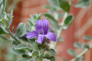 Eremophila hygrophana