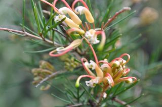 Grevillea