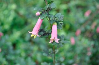 Correa pulchella pink form