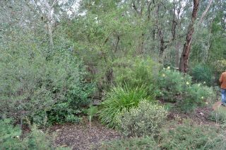 Garden scene with grevilleas
