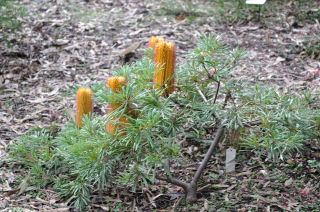Banksia spinulosa 'Birthday Candles'