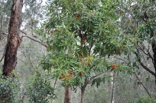 Stenocarpus sinuatus