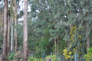 Trunks - Templestowe