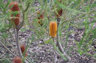 Banksia ericifolia