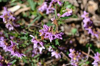 Thomasia grandiflora